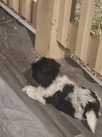 Rocky, a male Shih Tzu for sale in Garwood, TX – 3 of 7