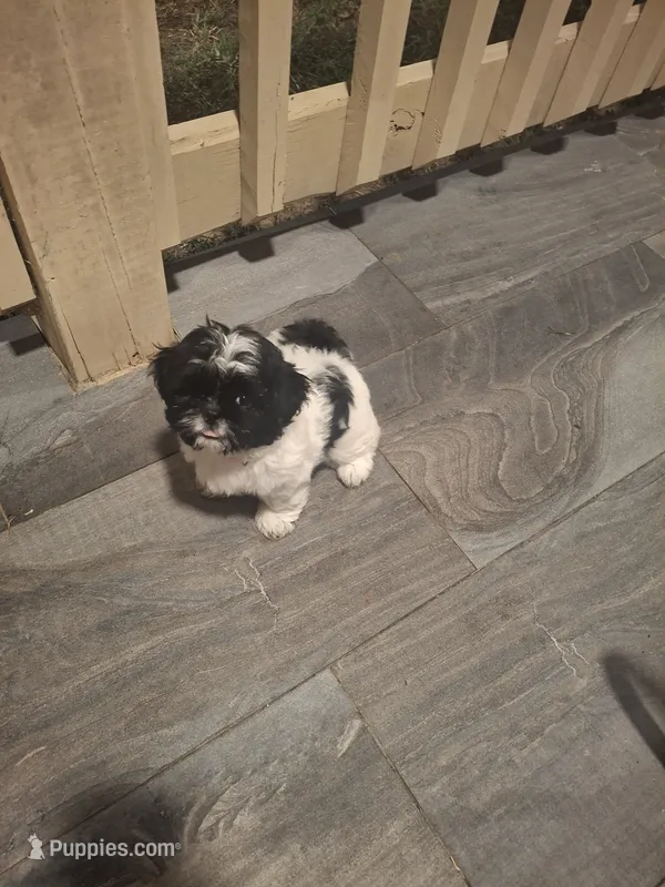 Pebbles – Shih Tzu puppy for sale in Garwood, TX