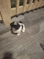Pebbles, a female Shih Tzu for sale in Garwood, TX – 6 of 7