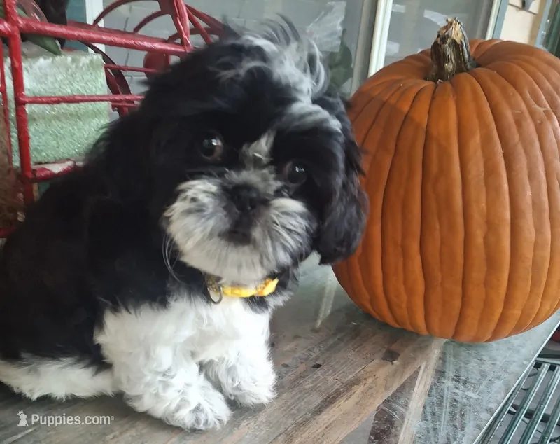 Bear – Shih Tzu puppy for sale in Garwood, TX