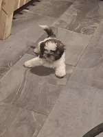 Bam Bam, a male Shih Tzu for sale in Garwood, TX – 5 of 6
