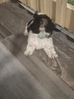 Rocky, a male Shih Tzu for sale in Garwood, TX – 6 of 7