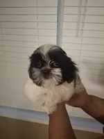 Gizmo , a male Shih Tzu for sale in Garwood, TX – 2 of 6