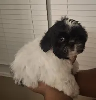 Pebbles, a female Shih Tzu for sale in Garwood, TX – 3 of 7