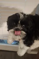 Bear, a male Shih Tzu for sale in Garwood, TX – 2 of 6