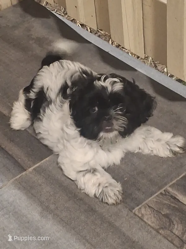 Rocky – Shih Tzu puppy for sale in Garwood, TX