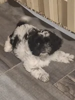 Rocky, a male Shih Tzu for sale in Garwood, TX – 4 of 7