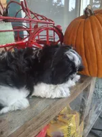 Bear, a male Shih Tzu for sale in Garwood, TX – 1 of 6