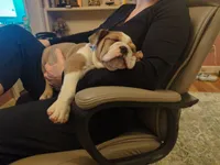 Archie, a male English Bulldog for sale in Norwich, CT – 5 of 6