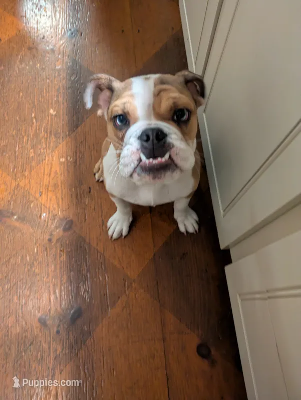 Archie, a male English Bulldog for sale in Norwich, CT – 1 of 6