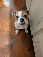 Archie, a male English Bulldog for sale in Norwich, CT – 1 of 6