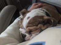 Archie, a male English Bulldog for sale in Norwich, CT – 4 of 6