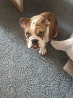 Archie, a male English Bulldog for sale in Norwich, CT – 3 of 6