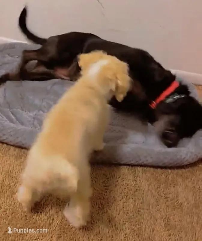 Daisy – Labradoodle puppy for sale in Shippensburg, PA