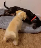 Daisy, a female Labradoodle for sale in Shippensburg, PA – Photo 1 of 2