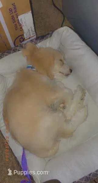 Ava  – Cockapoo puppy for sale in Shippensburg, PA