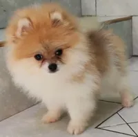 Bonita , a female Pomeranian for sale in San Diego, CA – 4 of 6