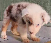 Rulo, a male Australian Shepherd for sale in San Diego, CA – 4 of 4