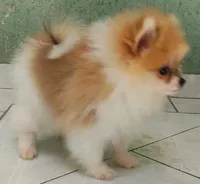 Bonita , a female Pomeranian for sale in San Diego, CA – 2 of 6