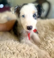NALA , a female Australian Shepherd for sale in San Diego, CA – 5 of 8
