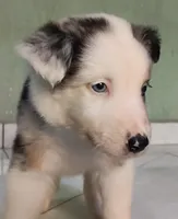 Kira, a female Australian Shepherd for sale in San Diego, CA – 3 of 5