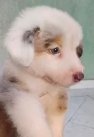 Ted , a  Australian Shepherd for sale in San Diego, CA – 4 of 5