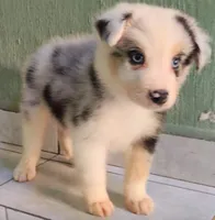 Marlo, a male Australian Shepherd for sale in San Diego, CA – 6 of 6