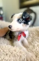 NALA , a female Australian Shepherd for sale in San Diego, CA – 8 of 8