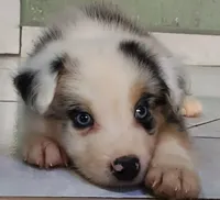 Marlo, a male Australian Shepherd for sale in San Diego, CA – 4 of 6