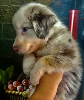 Mochinno, a male Australian Shepherd for sale in San Diego, CA – 6 of 6