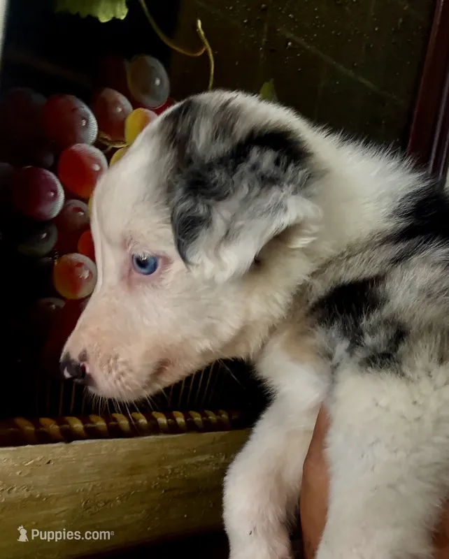 Kira – Australian Shepherd puppy for sale in San Diego, CA