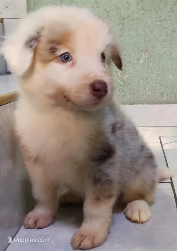 Mochinno – Australian Shepherd puppy for sale in San Diego, CA