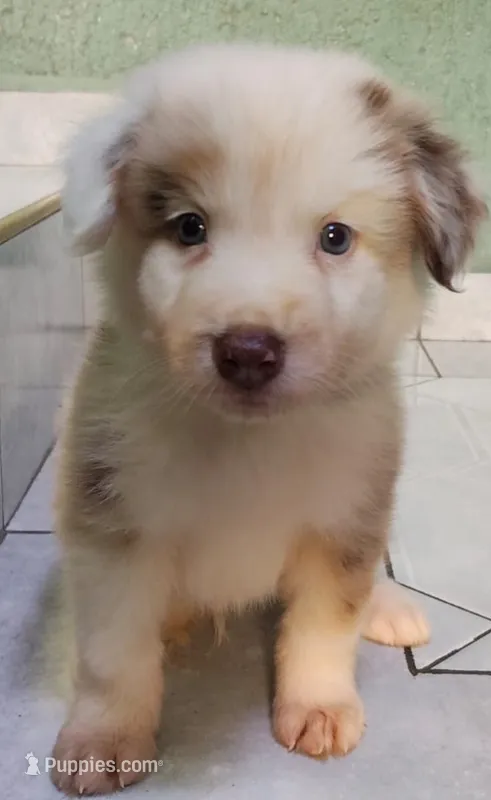 Ted  – Australian Shepherd puppy for sale in San Diego, CA