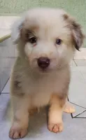 Ted , a  Australian Shepherd for sale in San Diego, CA – 1 of 5