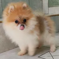 Bonita , a female Pomeranian for sale in San Diego, CA – 6 of 6