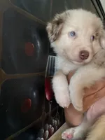 Mochinno, a male Australian Shepherd for sale in San Diego, CA – 2 of 6