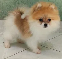 Bonita , a female Pomeranian for sale in San Diego, CA – 5 of 6