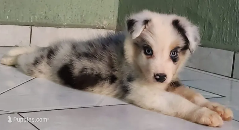 Marlo – Australian Shepherd puppy for sale in San Diego, CA