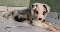 Marlo, a male Australian Shepherd for sale in San Diego, CA – 1 of 6