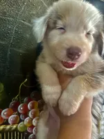 Mochinno, a male Australian Shepherd for sale in San Diego, CA – 3 of 6