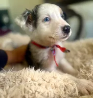 NALA , a female Australian Shepherd for sale in San Diego, CA – 4 of 8