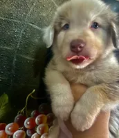 Mochinno, a male Australian Shepherd for sale in San Diego, CA – 4 of 6