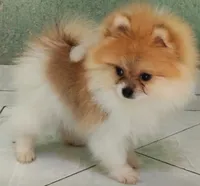 Bonita , a female Pomeranian for sale in San Diego, CA – 3 of 6