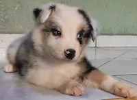 Marlo, a male Australian Shepherd for sale in San Diego, CA – 2 of 6