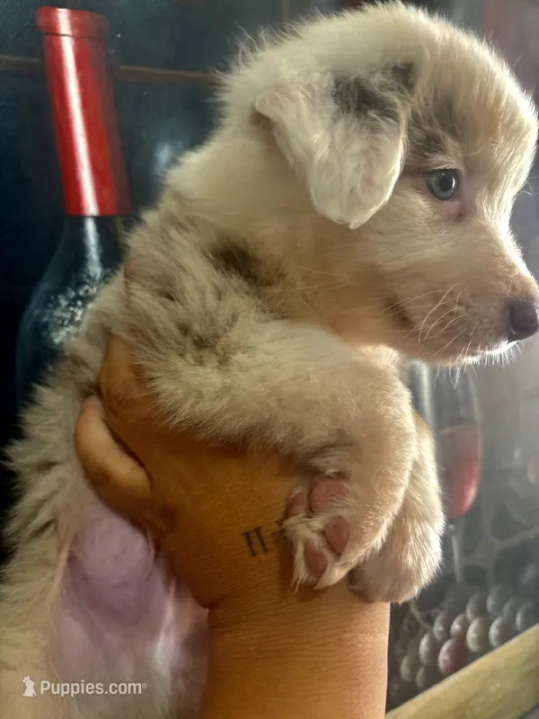 Mochinno – Australian Shepherd puppy for sale in San Diego, CA
