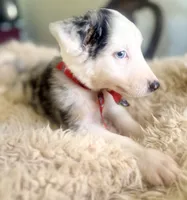 NALA , a female Australian Shepherd for sale in San Diego, CA – 7 of 8