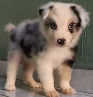 Marlo, a male Australian Shepherd for sale in San Diego, CA – 5 of 6