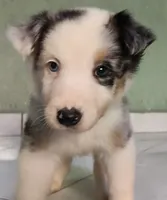Kira, a female Australian Shepherd for sale in San Diego, CA – 2 of 5
