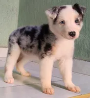 Kira, a female Australian Shepherd for sale in San Diego, CA – 5 of 5
