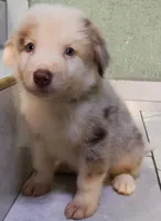 Ted , a  Australian Shepherd for sale in San Diego, CA – 3 of 5